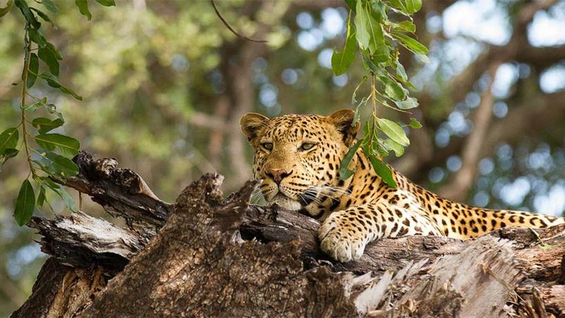 10 Days Botswana Camping Safari