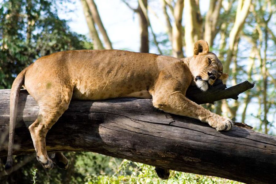 12 day Cheap holiday in Kenya lion