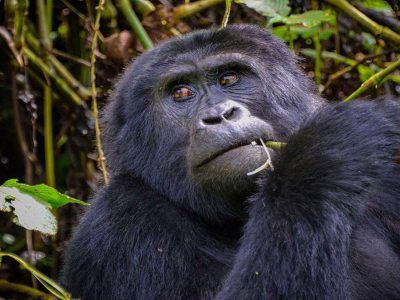 12 Day Uganda Gorilla Trip