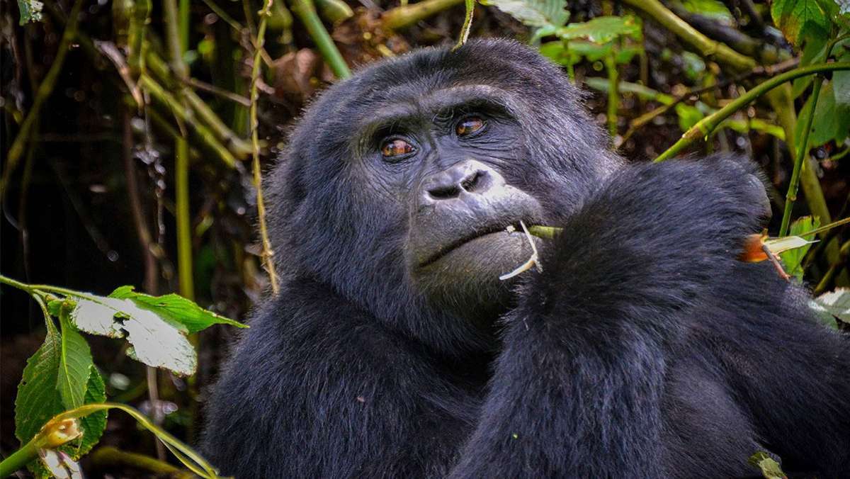 12 Day Uganda Gorilla Trip