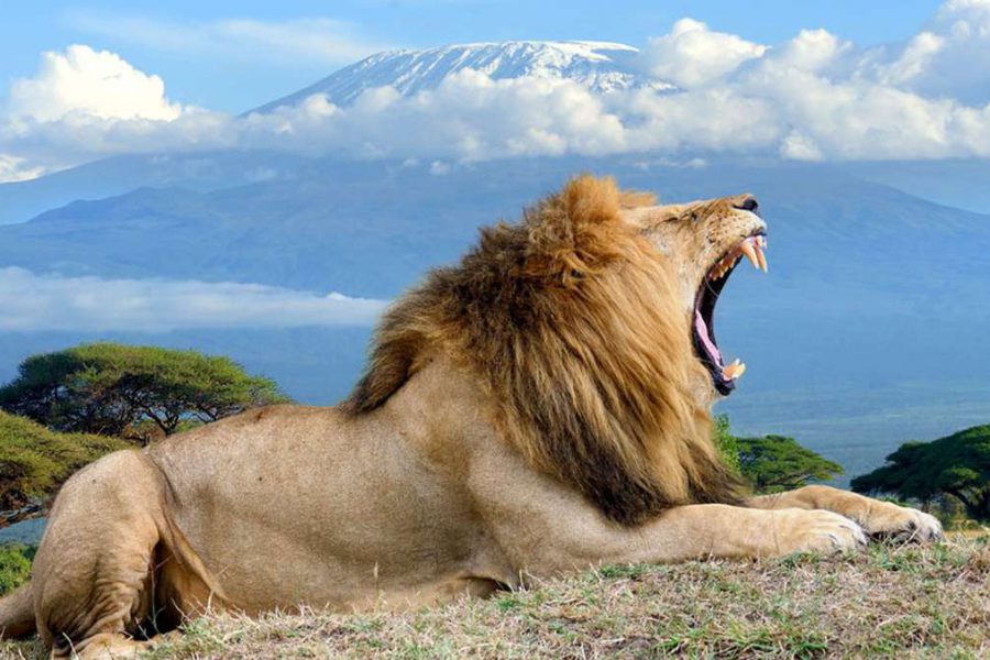 Best Kenya Safari Tour lion