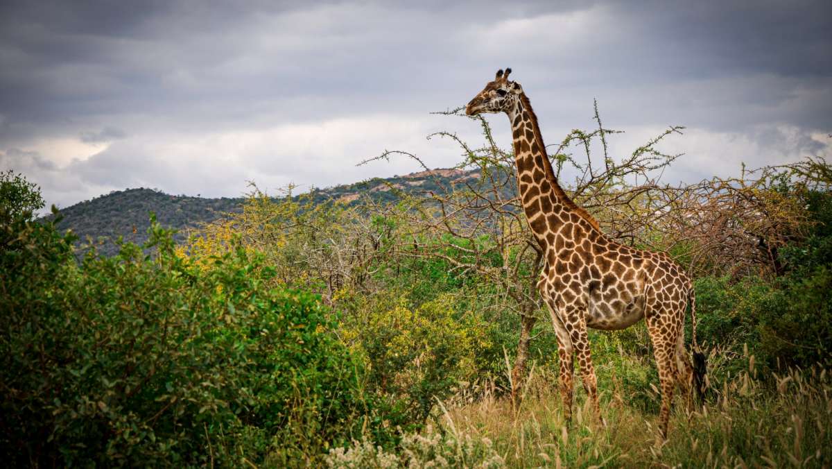 Best Kenya Safari Tour