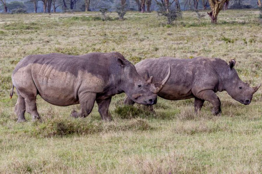 Best Kenya Safari Tour rhinos
