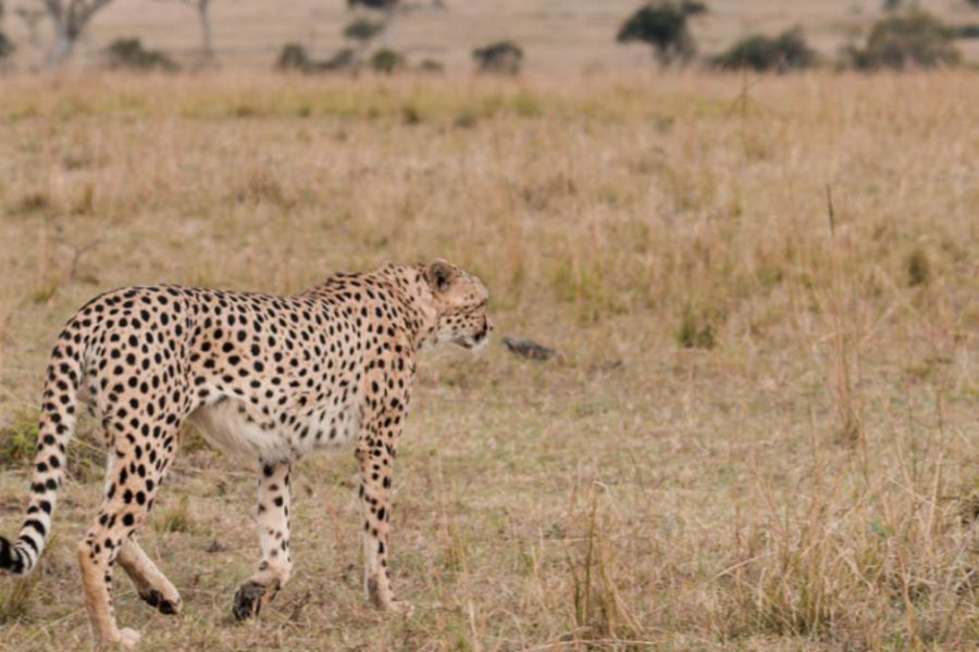 Cheetah on Best Kenya Safari Tour