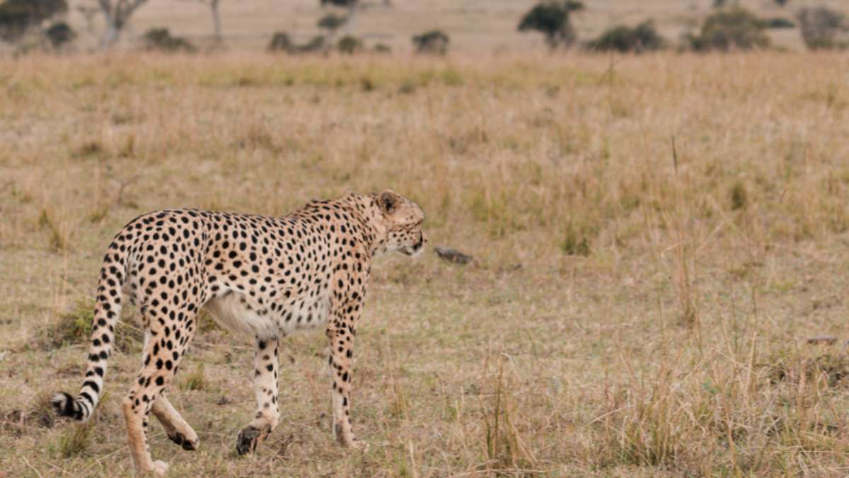Best Kenya Safari Tour