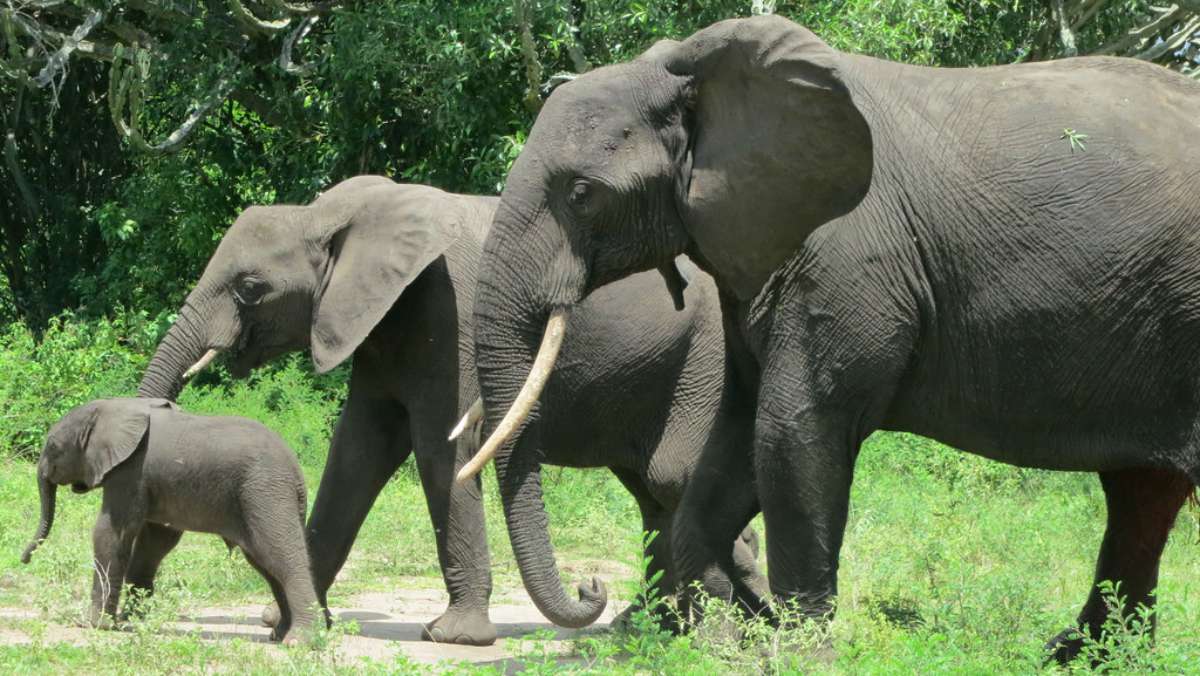 14 Day Uganda Safari Tour