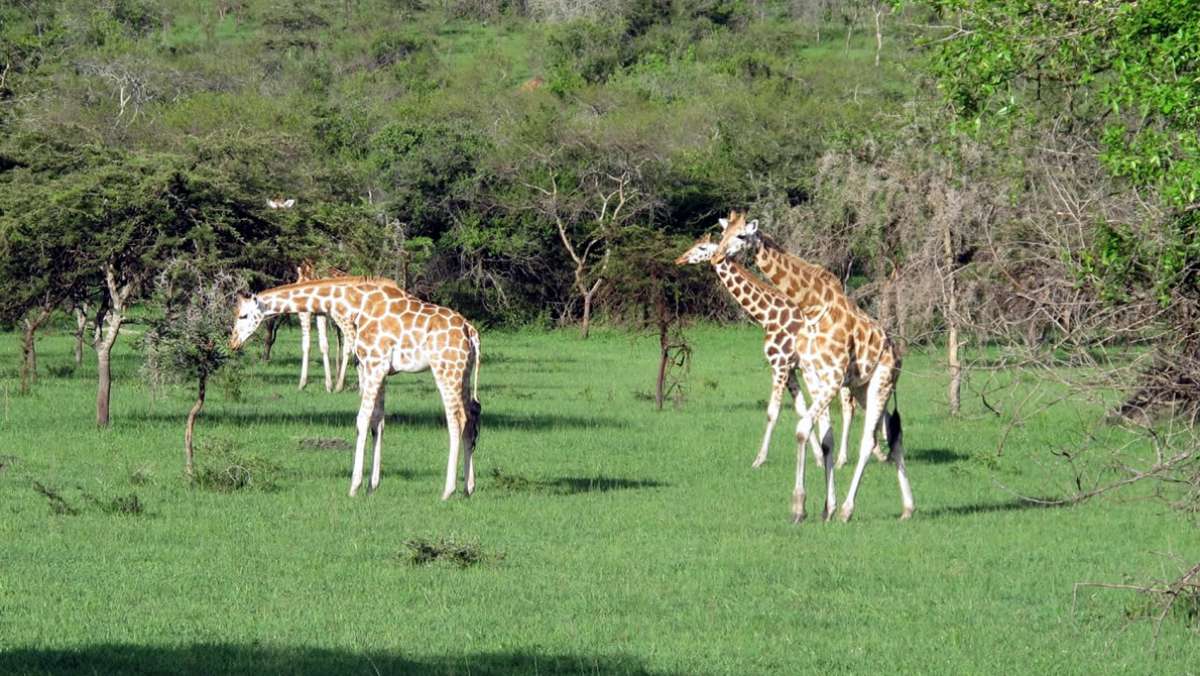 14 Day Uganda Safari Tour
