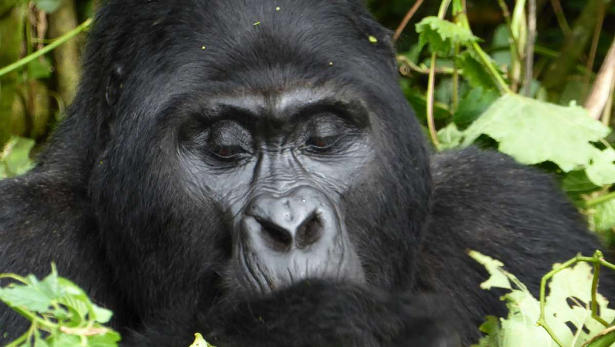14 day Gorilla Tour Uganda