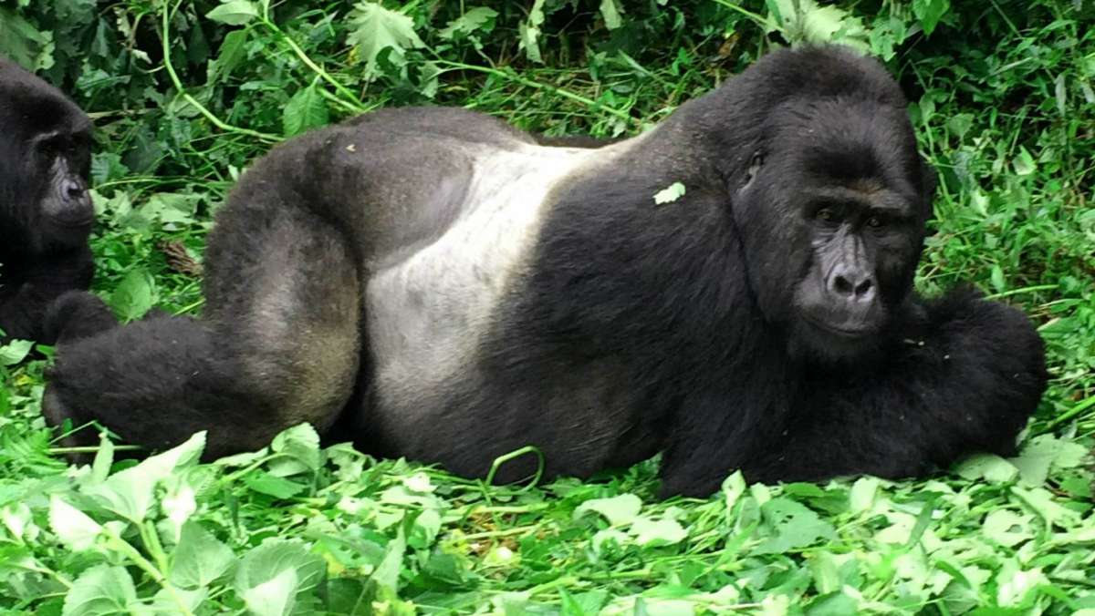 Budget Gorilla Trek Rwanda