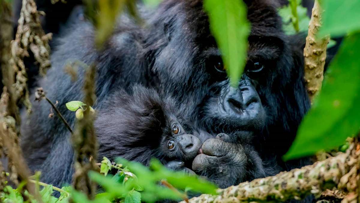 Budget gorilla trek Rwanda