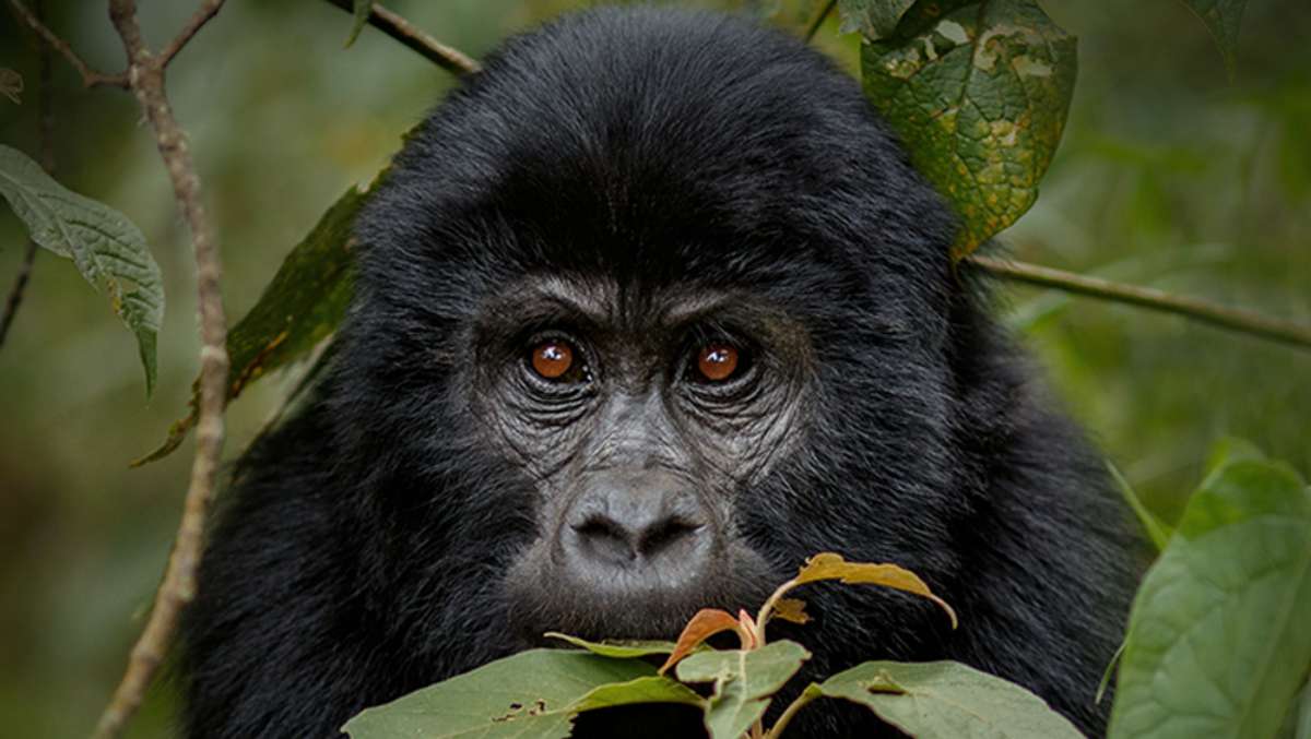 Budget Gorilla Trek Rwanda