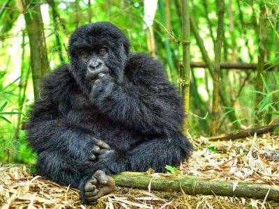 2 Day Gorilla Trek Rwanda Tour
