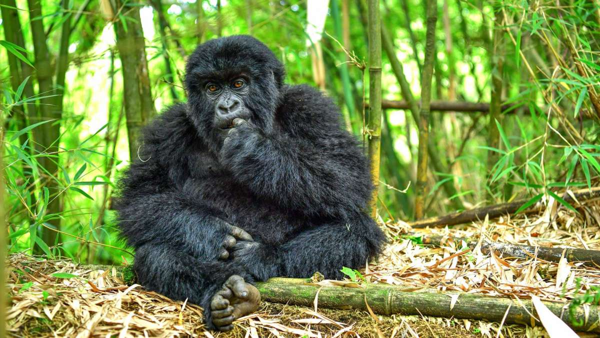 2 Day Gorilla Trek Rwanda Tour