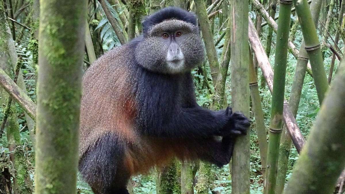 Rwanda Chimpanzee Trekking Safari
