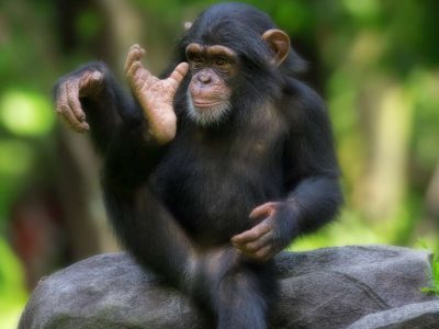 Rwanda Chimpanzee Trekking Safari