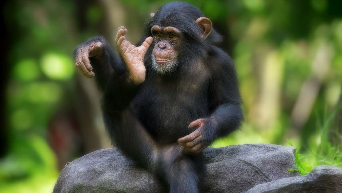 2 Day Rwanda Chimpanzee Trekking Safari
