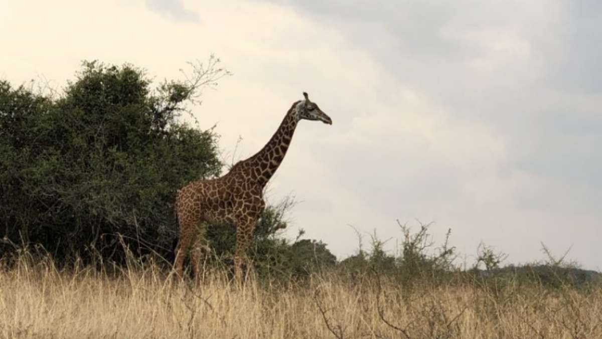 3 Day Akagera National Park Safari