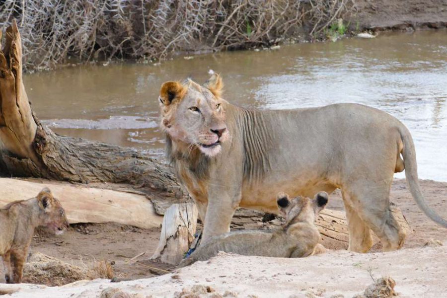 Amboseli National Park safari lion pride