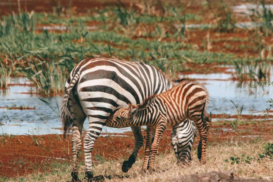 Amboseli National Park safari zebra