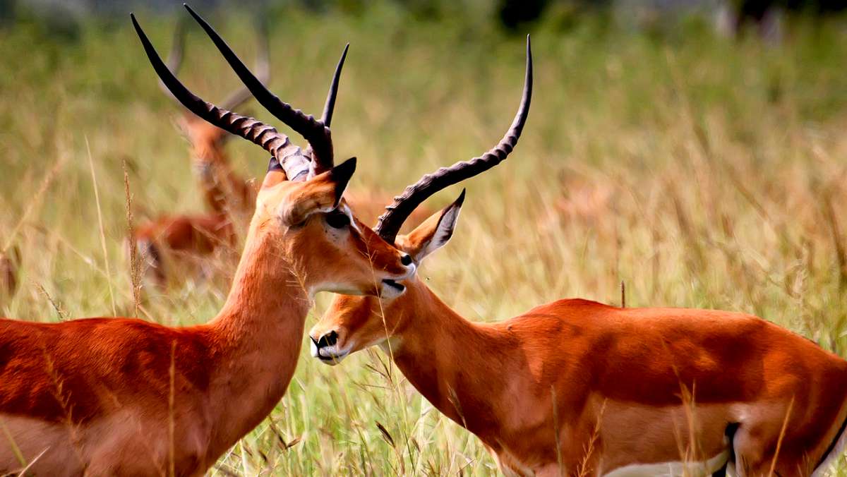 Budget Akagera National Park Safari Tour