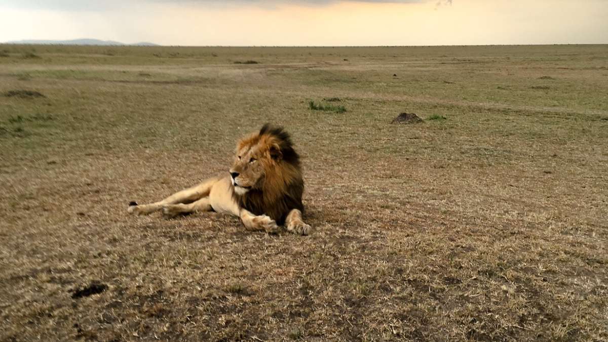 Masai Mara Budget Safari