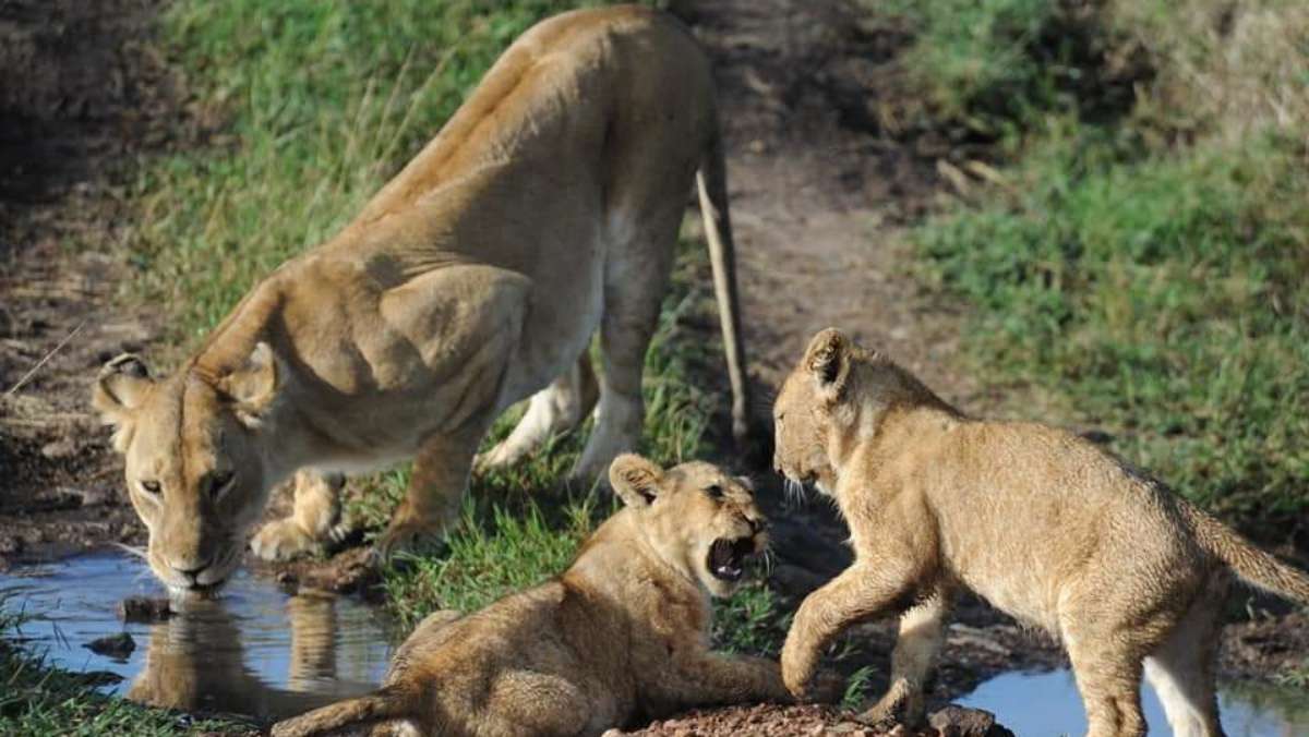 3 Day Masai Mara Luxury Safari
