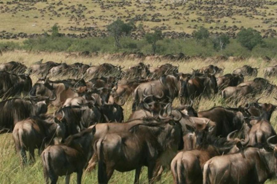 Masai Mara safari package from Nairobi