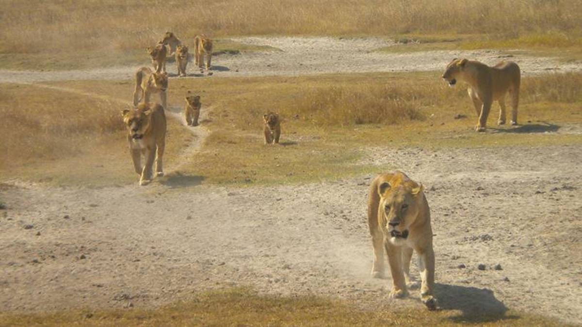 3 Days Ngorongoro Budget Safari