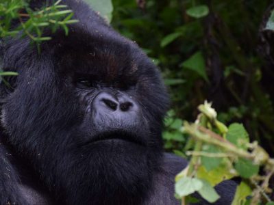 3 Day Rwanda Gorilla Trek