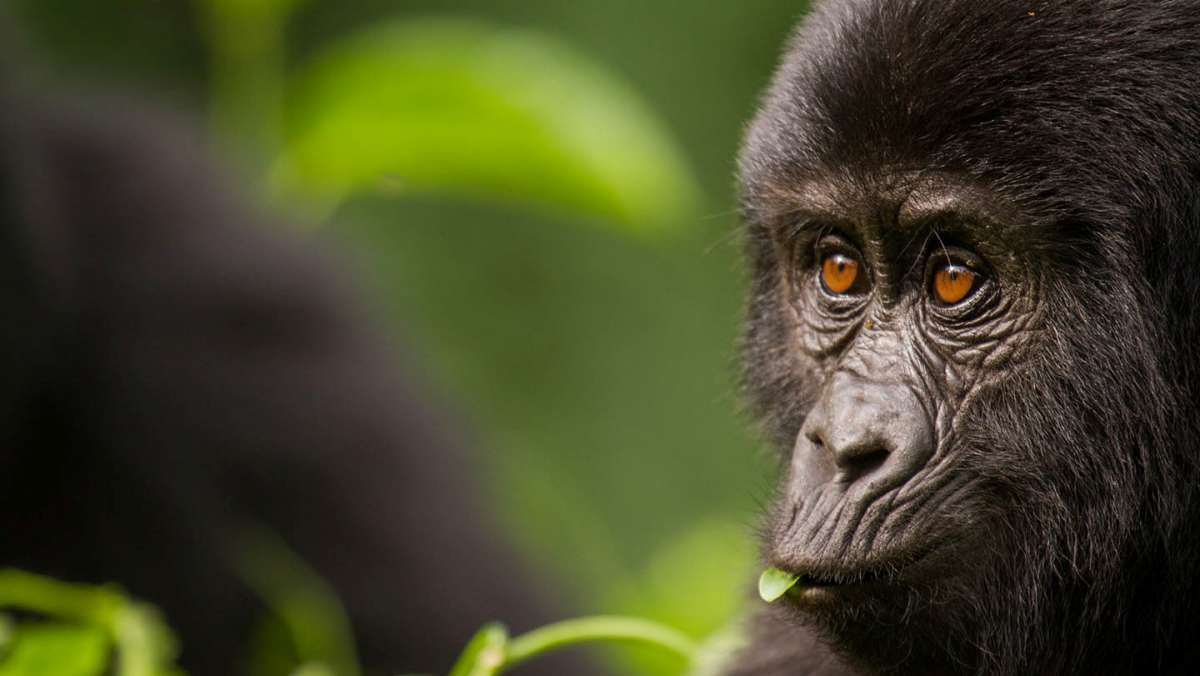 3 Day Budget Rwanda Gorilla Tour