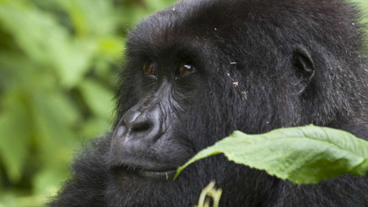 3 Day Budget Rwanda Gorilla Tour