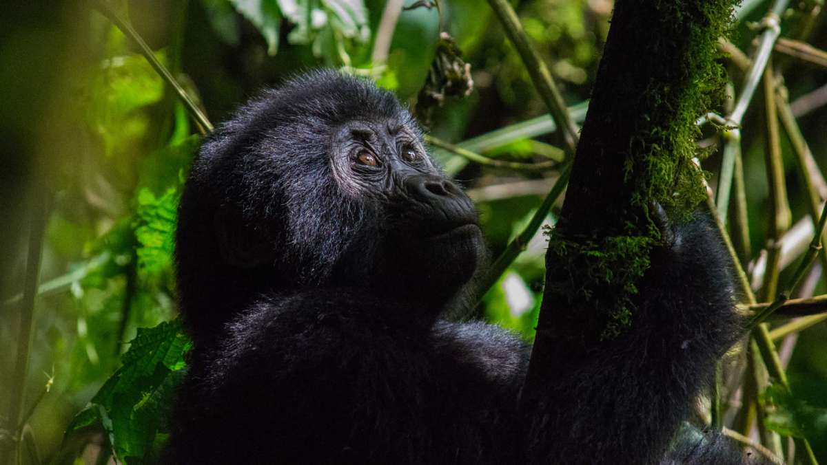 4 Day Rwanda Gorilla Trekking