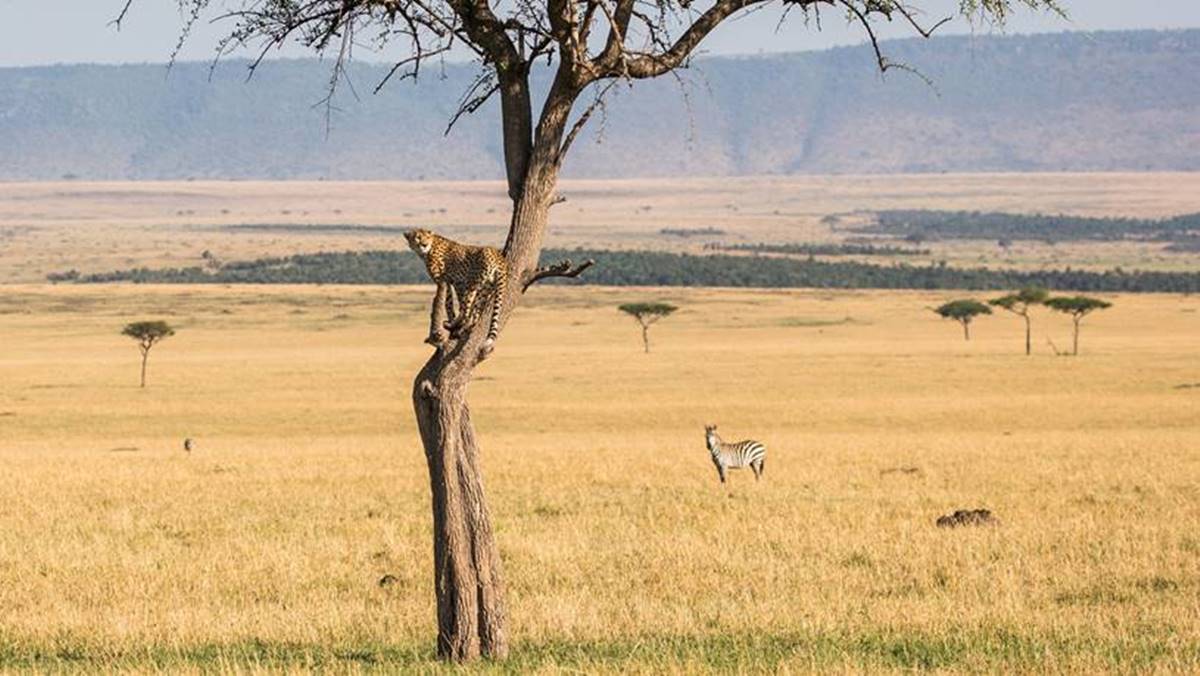 3 Day Serengeti Budget Safari in Tanzania
