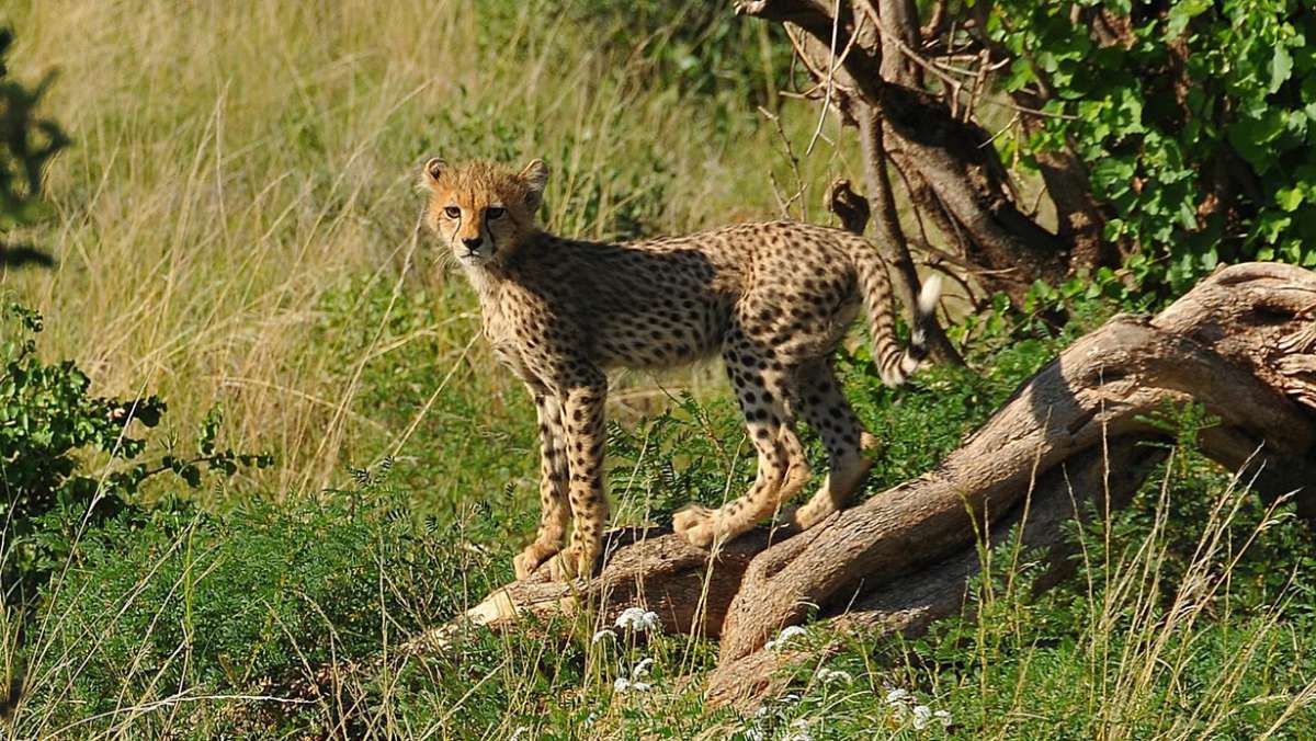 3 Day Samburu Safari