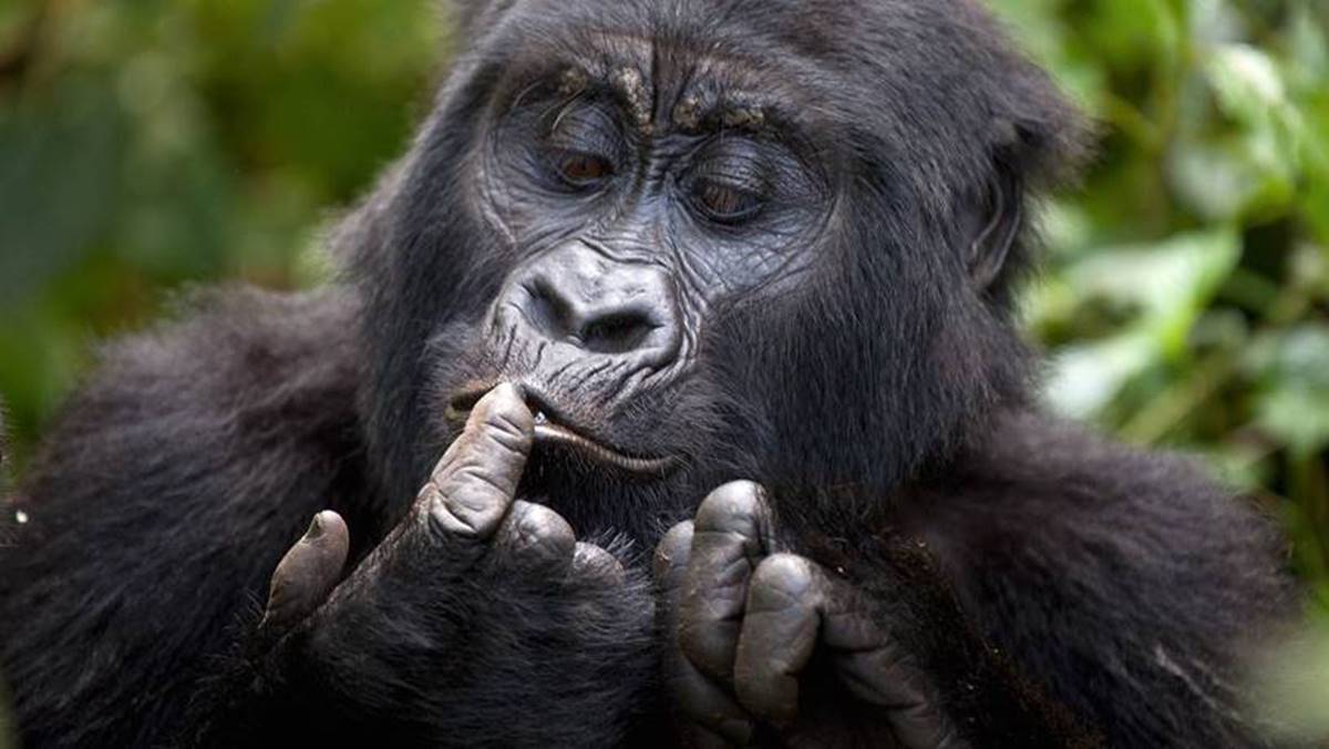 3 Day luxury gorilla safari Uganda tour