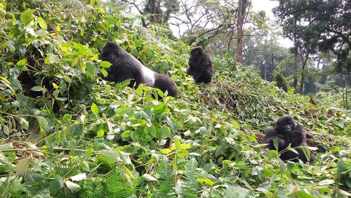 luxury gorilla safari Uganda tour
