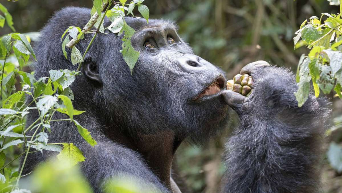 4 Day Budget Gorilla Trekking Uganda Safari