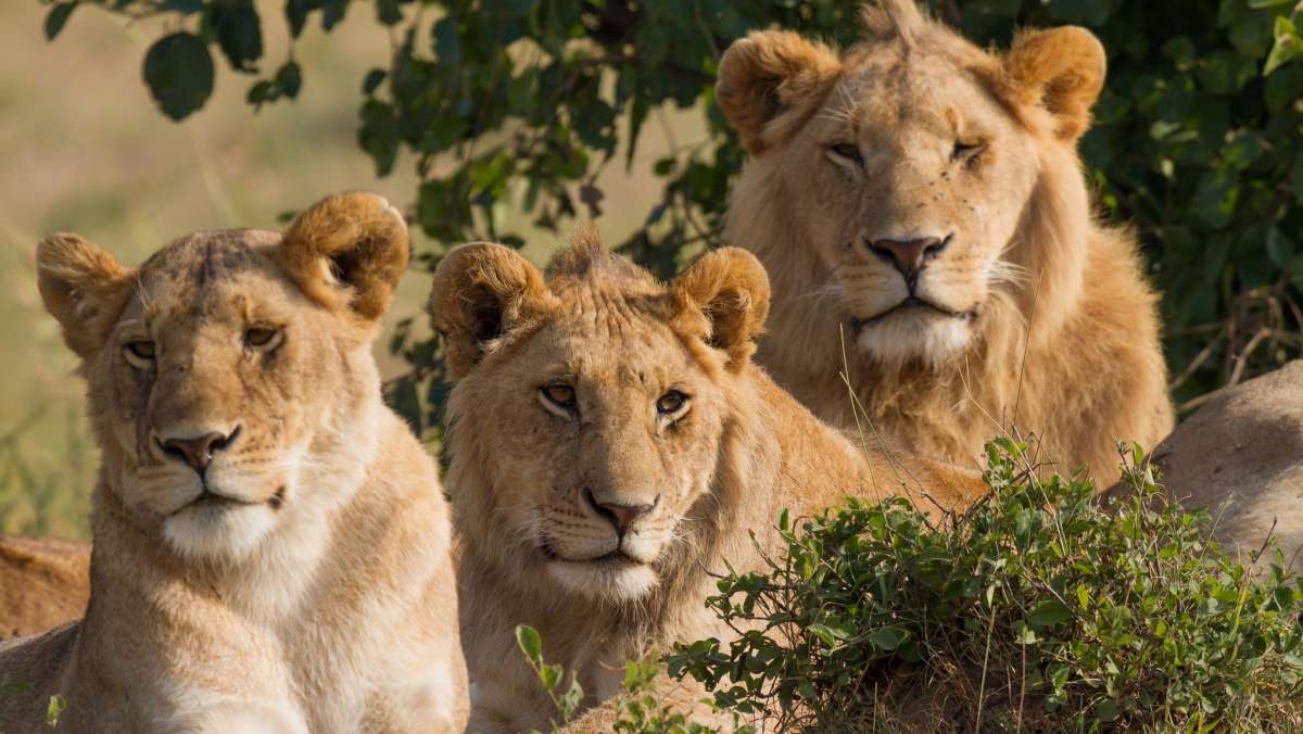 4 Day Cheap Safari in Kenya