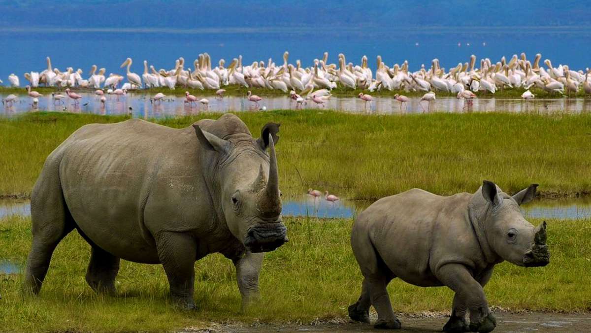 4 Day Cheap Safari in Kenya