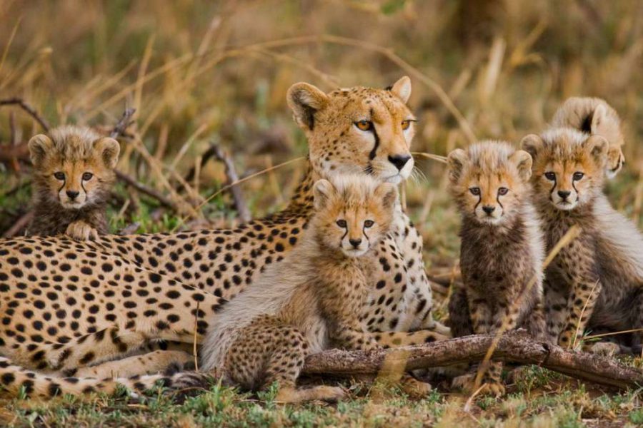 Lake Nakuru Masai Mara safari cheetah