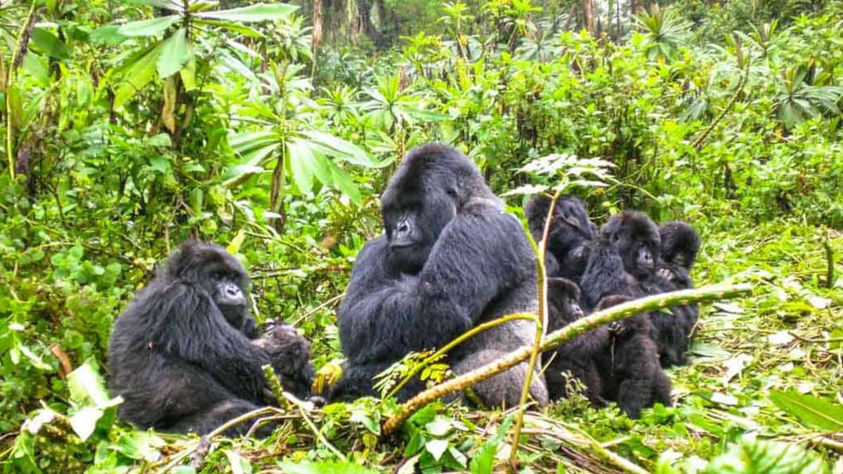 4 Day Rwanda Gorilla Tour
