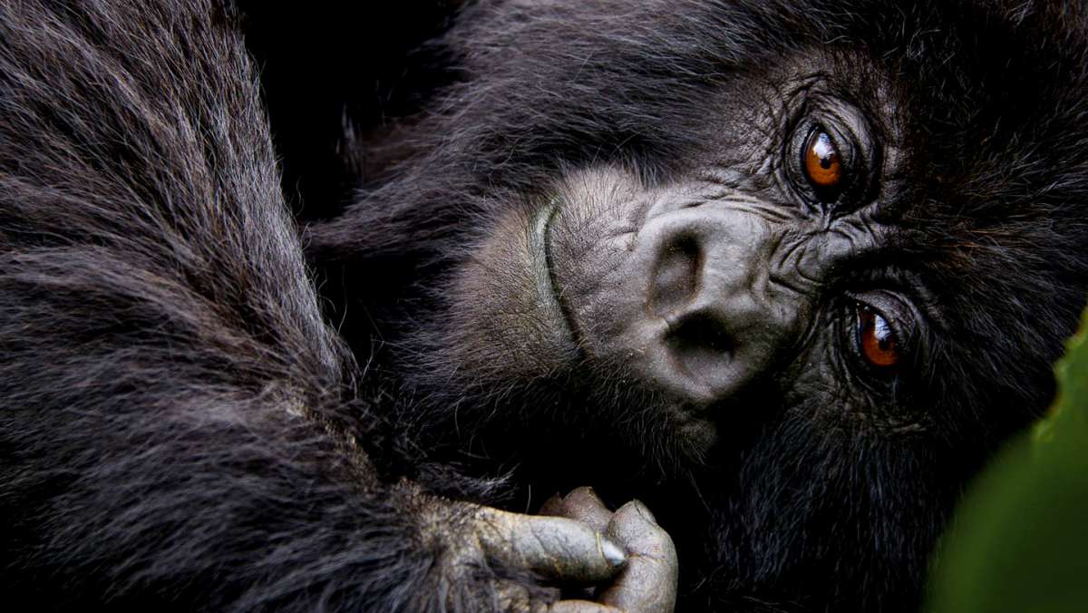 4 Day Rwanda Gorilla Tour