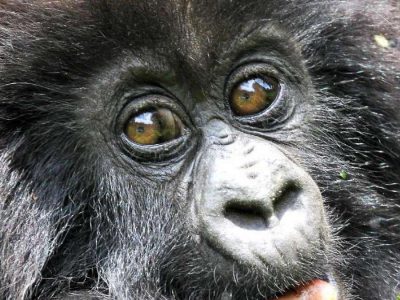 4 Day Rwanda Gorilla Trekking
