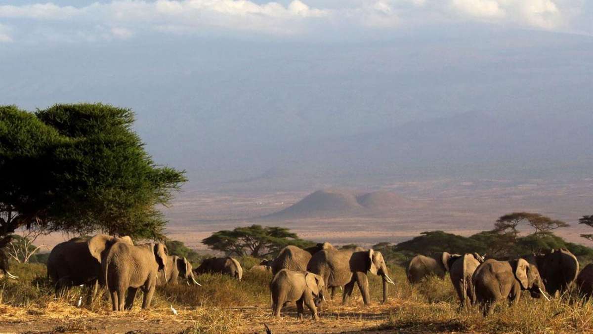 4 Day Tsavo Amboseli Safari