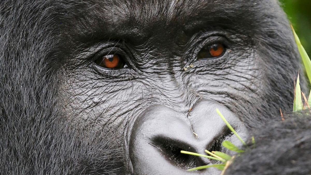 4 Day Gorilla Trekking Uganda Safari