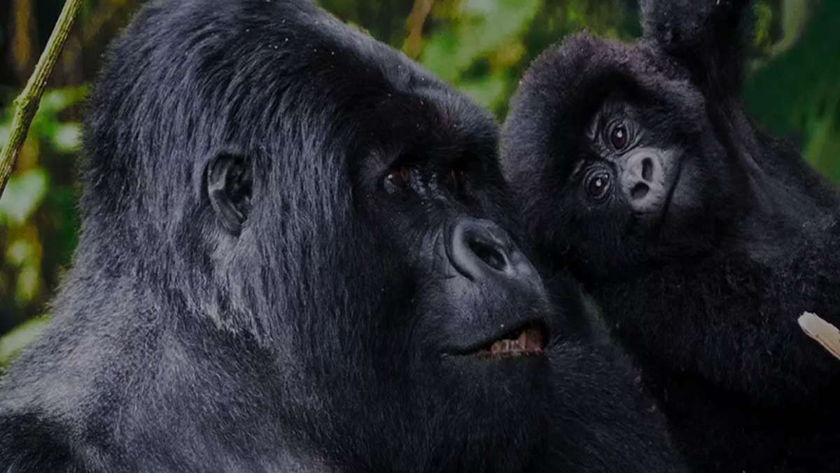 4 Day Gorilla Trekking Uganda Safari