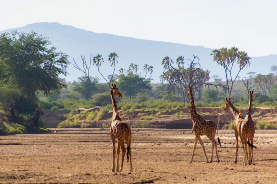 5 day Aberdare Lake Nakuru Masai Mara safari