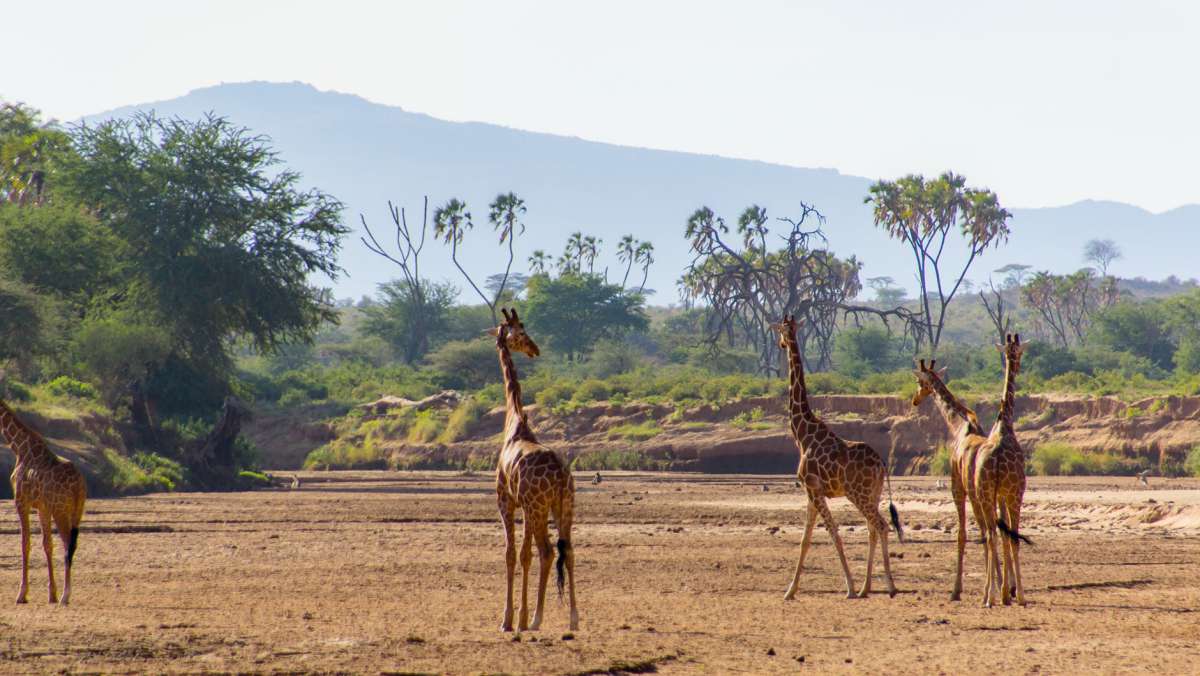 5-Day-Aberdares-Lake-Nakuru-Masai-Mara-Safari