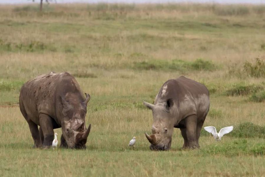 Aberdare Lake Nakuru Masai Mara safari white rhino