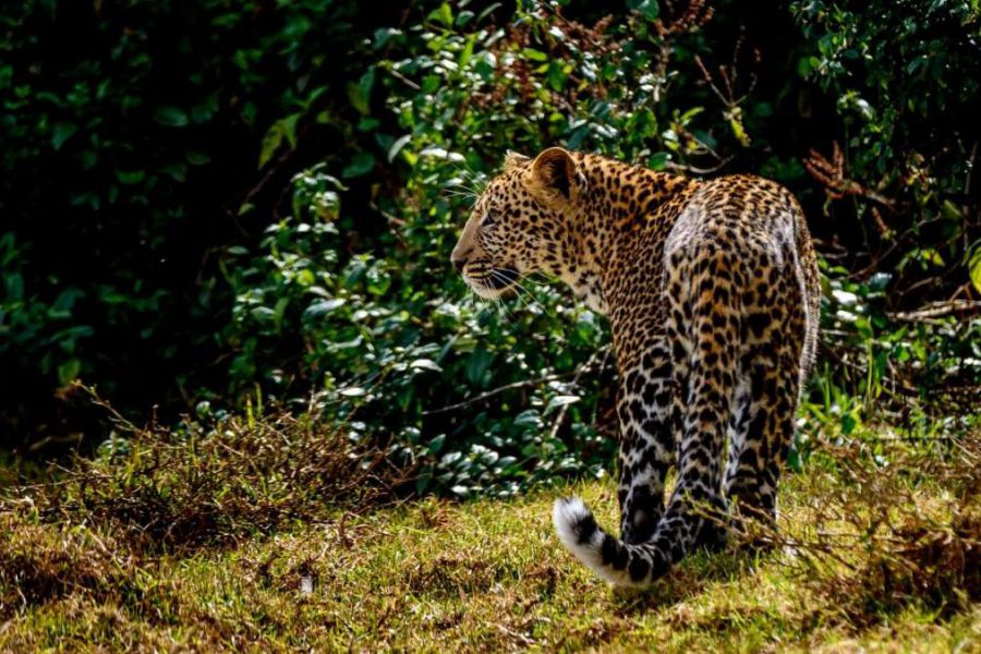 Aberdare Lake Nakuru Masai Mara safari leopard